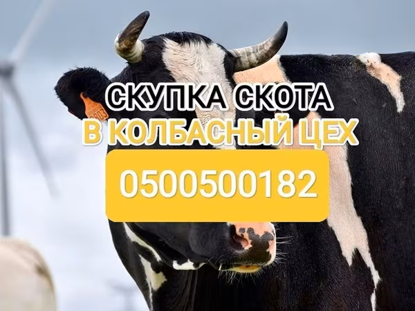 Бык, Голштинская порода