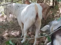 公山羊, LaMancha goats — 照片 1