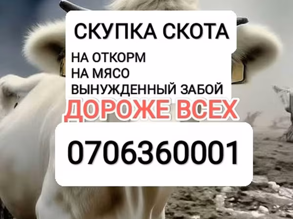 Корова, Коровы