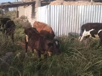 Toro, Raza Holstein — foto 4