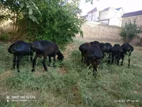 मेढ़ा, भेड़ — फ़ोटो 5