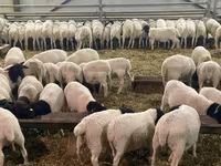 Schaf, Kuibyshev sheep — Foto 8