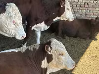 Bulle, Simmental cattle — Foto 6