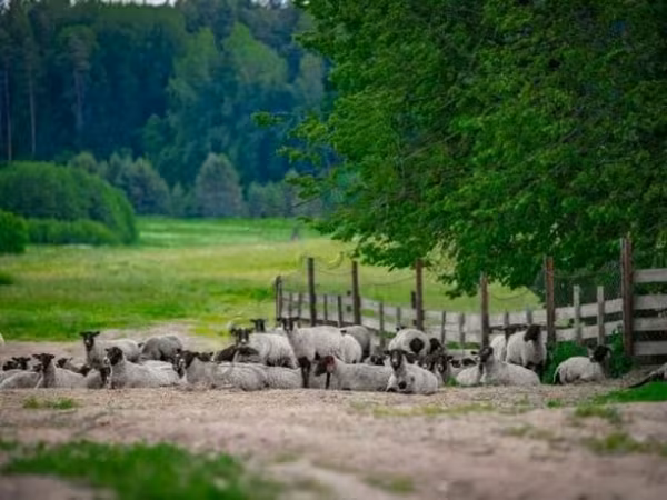 Carnero, Romanov sheep