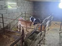 Vaca, Raza Holstein — foto 2