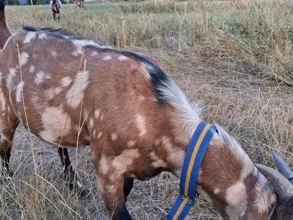 Козёл, Нубийская коза или англо-нубийская