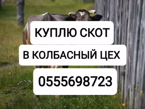 Бык, Коровы