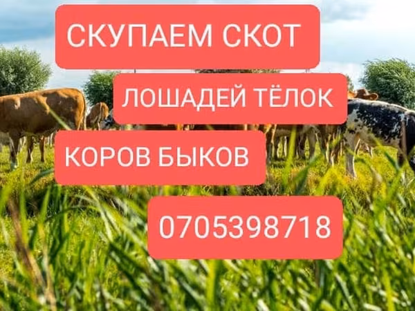 Бык, Коровы — Кыргызстан