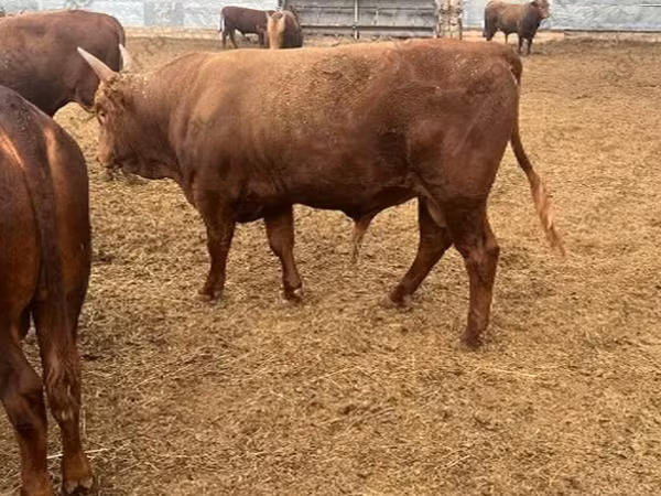 Toro, Raza Kalmyk