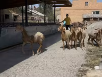 Schaf, Arashan sheep — Foto 7