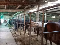 Caballo, Caballos — foto 8