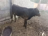 Toro, Ganado vacuno — foto 2