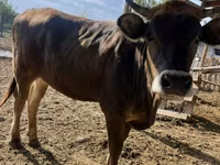 Vaca, Swiss cattle — foto 1