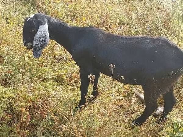 Ziege, Nubian Goat