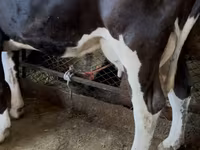 Vaca, Swiss cattle — foto 5