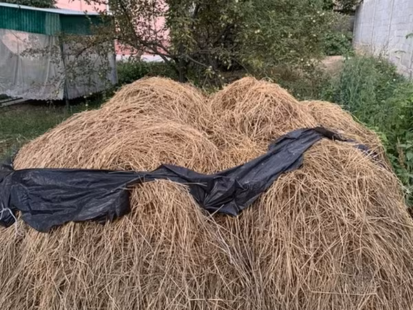 БЕСПЛАТНО!!! Чопту чаап берсениздер бесплатно берем чопту Сено из