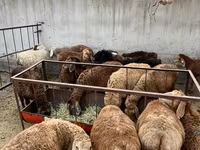 نعجة, الأغنام — الصورة 1