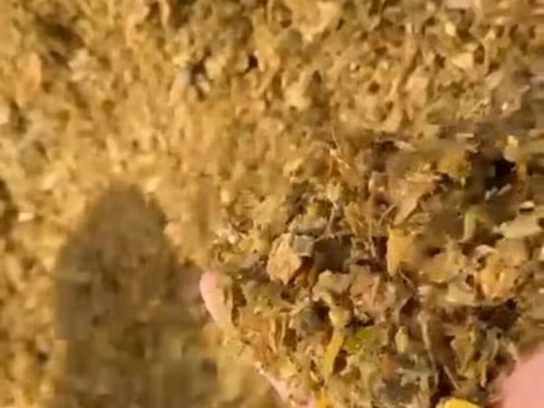 Кукурузный силос в тюках - Кормовой силос из кукурузы