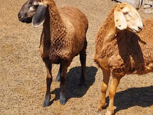 Schaf, Arashan sheep