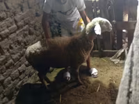 Sheep, Sheep — photo 4
