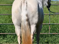 Stute, Quarter Horse — Foto 8