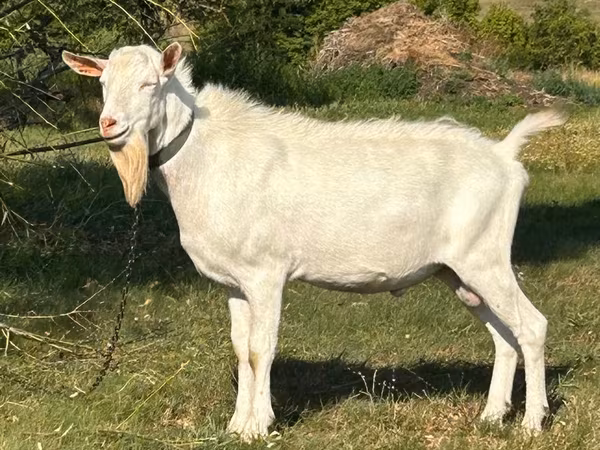 公山羊, Saanen goat
