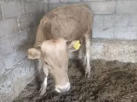 Toro, Simmental cattle — foto 8