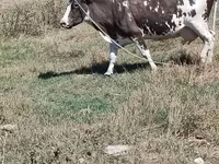 गाय, मवेशी — फ़ोटो 3