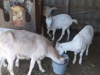 母山羊, LaMancha goats — 照片 5