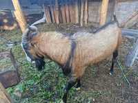 Cabro, LaMancha goats — foto 1