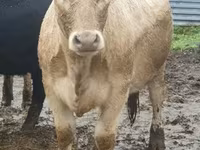 Toro, Raza Jersey — foto 3