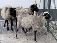 كبش, Hissar sheep — الصورة 1