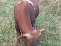 公牛, Cattle — 照片 1
