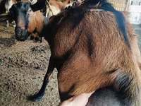 تيس, Nubian Goat — الصورة 2