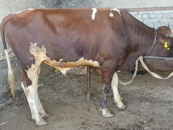Bulle, Rinder — Usbekistan