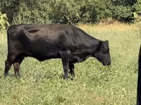 Kuh, Aberdeen-Angus — Foto 4