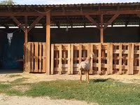 Carnero, Edilbay sheep — foto 5