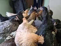 Chickens — الصورة 1