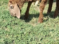 Cabro, Cabras — foto 3