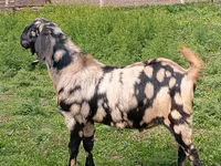 تيس, Nubian Goat — الصورة 1