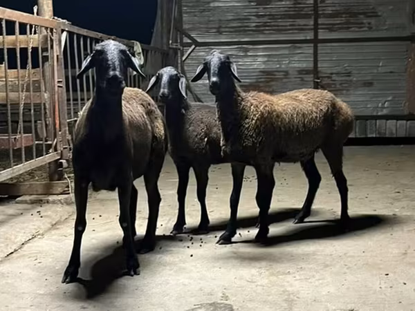 Oveja, Hissar sheep — Kirguistán