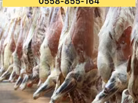 ثور, الماشية — الصورة 3