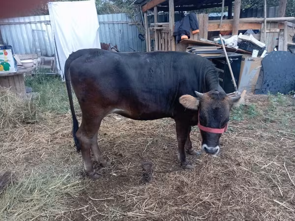 Kuh, Swiss cattle — Kirgisistan