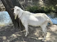 Cabro, Cabras — foto 1