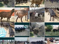 كبش, الأغنام — الصورة 2