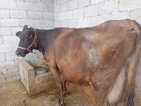 بقرة, Swiss cattle — الصورة 5