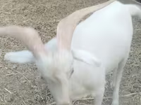 Ziegenbock, Saanen goat — Foto 2