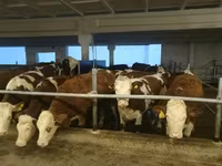 Vaca, Vaca kazaja de cabeza blanca — foto 5