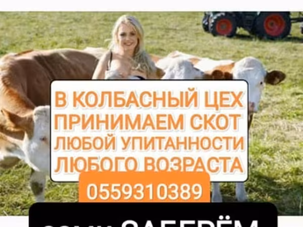 Бык, Коровы