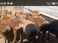 Widder, Kazakh fat-tailed coarsewool sheep — Foto 2